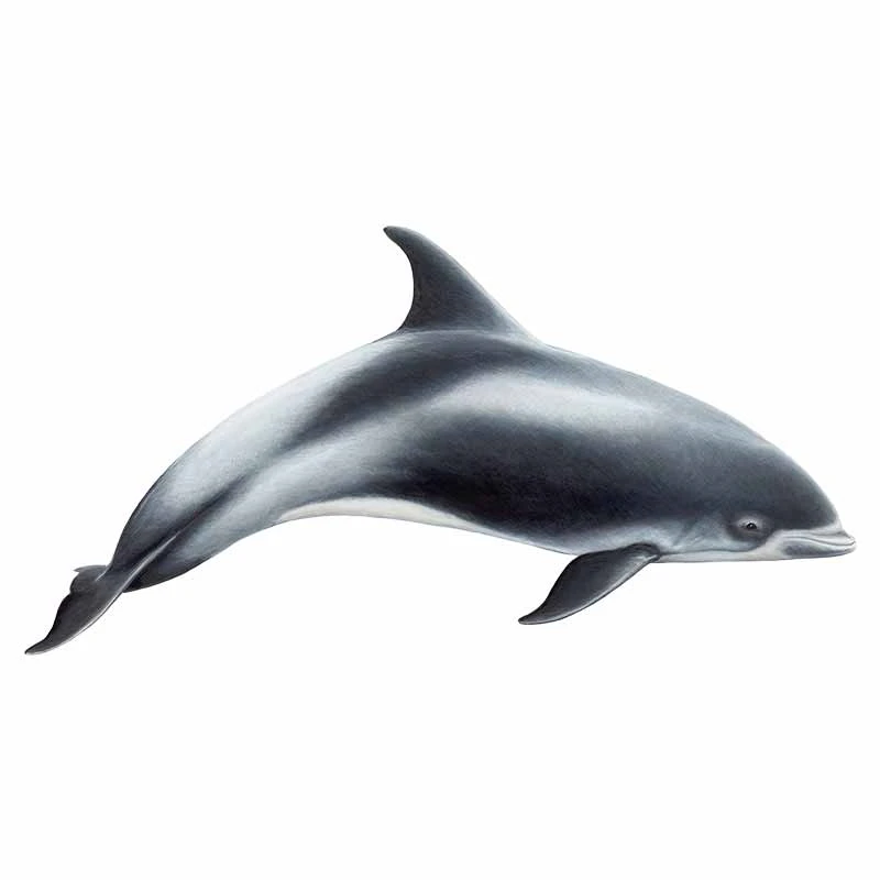 13cm Ustvarjalne Decal za Dolphin motorno kolo Avto Nalepke DIY Anime Telo za Avto 3D Nepremočljiva Vinil Car Wrap Okna Okraski